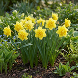 20x Narcissus Golden Ducat - Gevulde gele narcis - Geel - Voorjaarsbloeier - Bolmaat 12/14