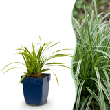 Green boutiQ - Grassen - Carex morrowii Ice Dance - Japanse Zegge - Groenblijvend - Creme-Groen - 12 Planten - Pot 11cm - Hoogte 15-25cm