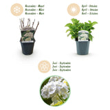 Green boutiQ - Hortensia - Hydrangea macrophylla Blue - Bloem Wit - 1 Plant - Bladverliezend - Weinig Onderhoud - Pot 17cm Hoogte 30cm