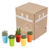 Cactus mix 5.5 cm - 5x - in gekleurde plasticpot