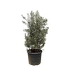 Olea Europaea struik - 250cm- Ø55