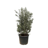 Olea Europaea struik - 250cm- Ø55