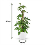 Green boutiQ - Kamerplant - Mini Gatenplant - Monstera Minima Mosstok - Groen - Weinig onderhoud - 1 Plant - met Potter Wit - Pot 19cm - Hoogte 90cm