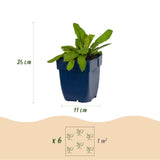 Green boutiQ - Vasteplant - Knautia macedonica - Beemdkroon - Bijen- en vlinderlokkers - Donker Rood - 12 Planten - Pot 11cm - Hoogte 15-25cm