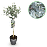 Green boutiQ - Plant op Stam- Eucalyptus gunni Azure - Terras Plant - Bladhoudend - Winterhard- Grijs Blad - Pot 19cm Hoogte 70 - 90cm