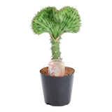 Euphorbia lactea Cristata groen - 30 cm - ø10,5