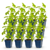 Green boutiQ - Vasteplant - Delphinium (P) Galahad - Ridderspoor - Bijen en Vlinderlokkers - Wit - 12 Planten - Pot 11cm - Hoogte 15-25cm