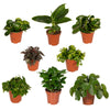 Verrassingsbox - Ø12cm - ↕25cm - x8