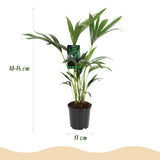 Green boutiQ - Kamerplant - Howea Forsteriana - Kentia Palm - Weinig Onderhoud - Groen - 2 planten - Pot 17cm - Hoogte 70-75cm
