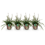 Green boutiQ - Siergrassen -Carex morrowii Irish Green - Groen & Geel - 4 Planten - Bladhoudend - Weinig Onderhoud - Pot 17cm Hoogte 50cm