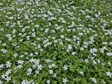 48x Isotoma fluviatilis 'Alba'- ↕10-25cm - Ø9cm