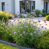 Green boutiQ - Vasteplant - Scabiosa col. Butterfly Blue - Duifkruid - Bijen en Vlinderlokkers - Paars - 12 Planten - Pot 11cm - Hoogte 15-25cm