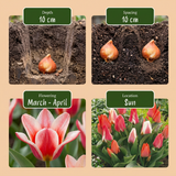80x Tulipa Greigii mix - Greigii-tulp mix - Diversen - Voorjaarsbloeier - Bolmaat 11/14