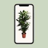 Caryota Mitis - Ø24cm - ↕120cm