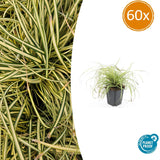 60x Carex oshim. 'Evergold'- ↕10-25cm - Ø9cm