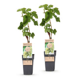 Green boutiQ - Fruitplant - Vitis vinifera Bianca - Druivenplant - Geent - Witte Druif - 2 Planten - Pot 15cm - Hoogte 50cm