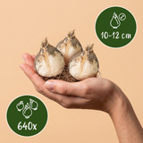 Sieruibollen Garden Allium mix — grootverpakking, 640 stuks (maat 10/12)