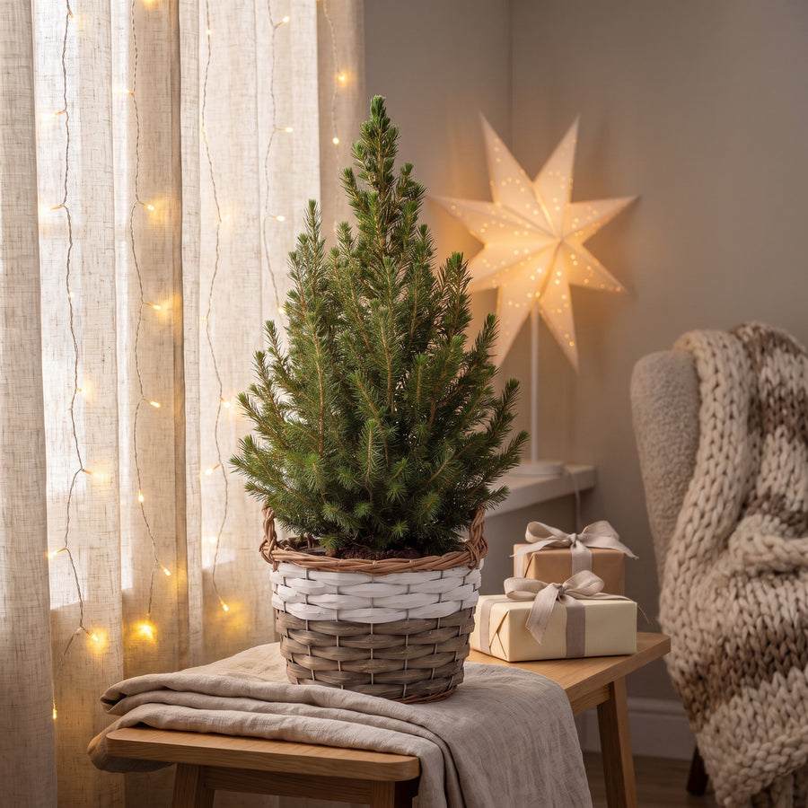 Set van 4 – Pot Ø17 cm · 65 cm hoog · Kegelspar kerstboom · met mand (foto 3)