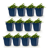 Green boutiQ - Vasteplant - Stachys Duo - Betonie - Bijen- en vlinderlokkers - Roze - Paars - Wit - 12 Planten - Pot 11cm - Hoogte 15-25cm