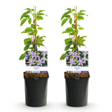 Green boutiQ - Klimplant - Clematis Justa - Bloem Licht Blauw - Weinig onderhoud -2 planten -Pot 11cm Hoogte 40cm