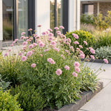 Green boutiQ - Vasteplant - Scabiosa col. Pink Mist - Duifkruid - Bijen en Vlinderlokkers - Roze - 3 Planten - Pot 11cm - Hoogte 15-25cm