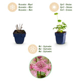 Green boutiQ - Vasteplant - Astrantia major - Sterrenkruid - Schaduw - Wit-Roze - 12 Planten - Pot 11cm - Hoogte 15-25cm