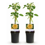 Green boutiQ - Klimroos - Rosa Spring Queen -BloemGeel - Weinig onderhoud - 2 planten - Pot 11cm Hoogte 40cm
