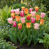 24x Tulipa Ballade mix - Lelievormige tulp Ballade mix - Diversen - Voorjaarsbloeier - Bolmaat 11/12