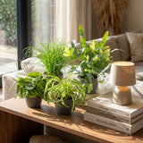 Green boutiQ - Kamerplant - Chlorophytum - Cyperus - Phlebodium - Marantha - Mix van 4 - Huisdiervriendelijke Planten - Groen - 4 Planten - met Potter Grijs - Pot 12cm - Hoogte 25cm