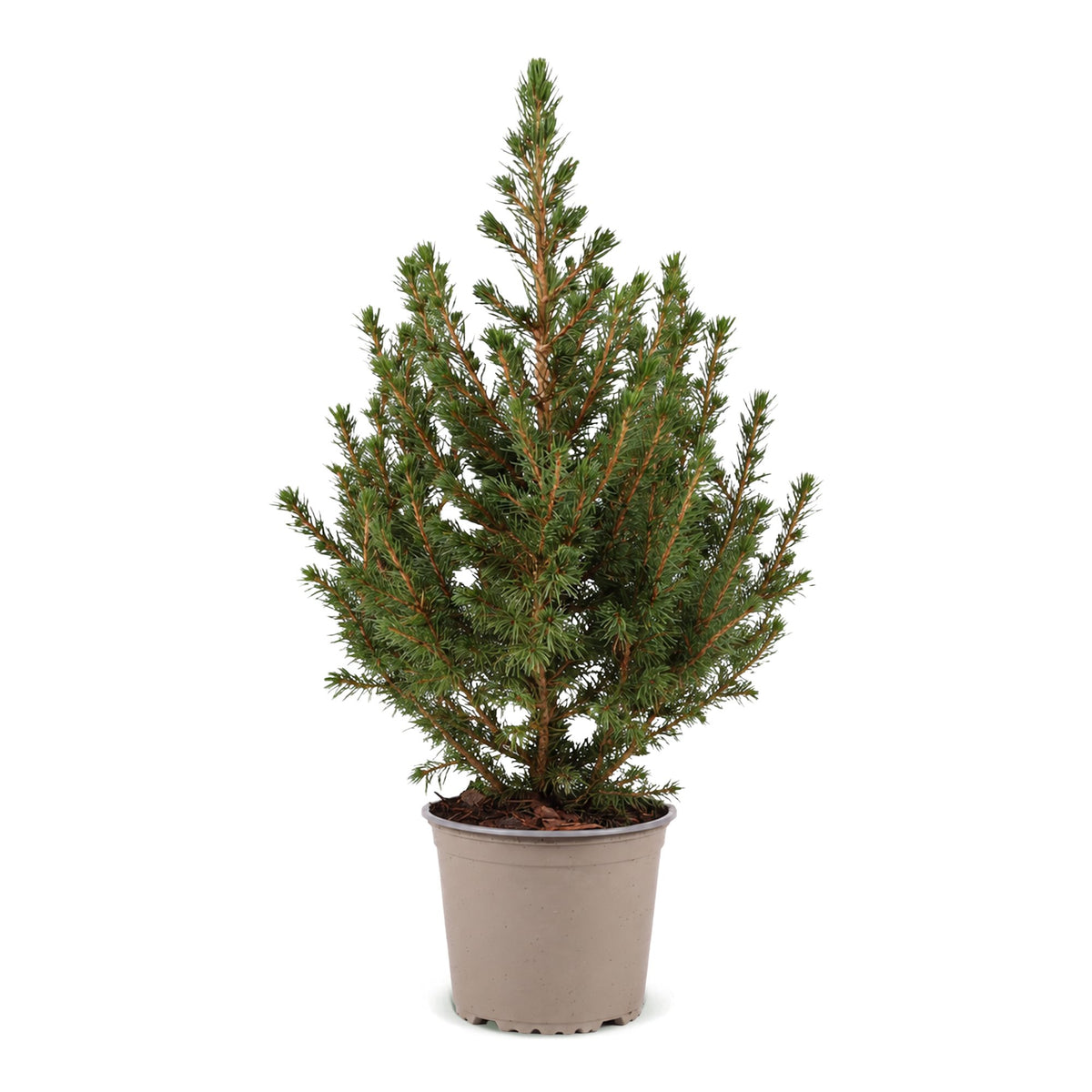 Kegelspar kerstboom — Ø13 cm, 45 cm hoog
