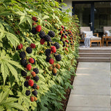 Green boutiQ - Fruitplanten - Groenblijvende Braam - Rubus Thornless Evergreen - Winterhard - 3 Planten - Pot 9 cm - Zwarte Braam