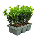 8 x 6-Pack Buxus NewGen Freedom – Winterharde Groenblijvende Struiken 48 x Ø7 cm - ↕15 cm | Compacte Buxus
