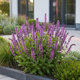 Green boutiQ - Vasteplant - Salvia nem. Sense Deepl Pink - Salie - Bijen en Vlinderlokkers - Roze - 6 Planten - Pot 11cm - Hoogte 15-25cm