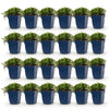 Green boutiQ - Vasteplant - Campanula posch. Stella - Perzikbladklokje - Bodembedekkend - Paars - 24 Planten - Pot 11cm - Hoogte 15-25cm