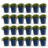 Green boutiQ - Vasteplant - Campanula posch. Stella - Perzikbladklokje - Bodembedekkend - Paars - 24 Planten - Pot 11cm - Hoogte 15-25cm