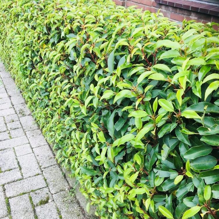 Prunus lusitanica Angustifolia — Portugese laurierhaag, 6 planten (1 strekkende meter), 50 cm