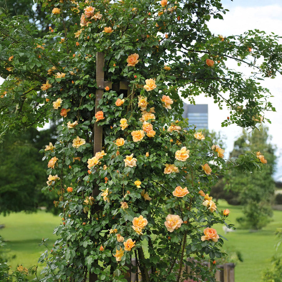 Rosa Orange Climber – 2 planten · 40 cm hoog (foto 5)