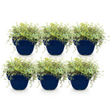 Green boutiQ - Vasteplant - Thymus citr. Sambesi - Citroentijm - Geurend - Geel - 6 Planten - Pot 11cm - Hoogte 15-25cm