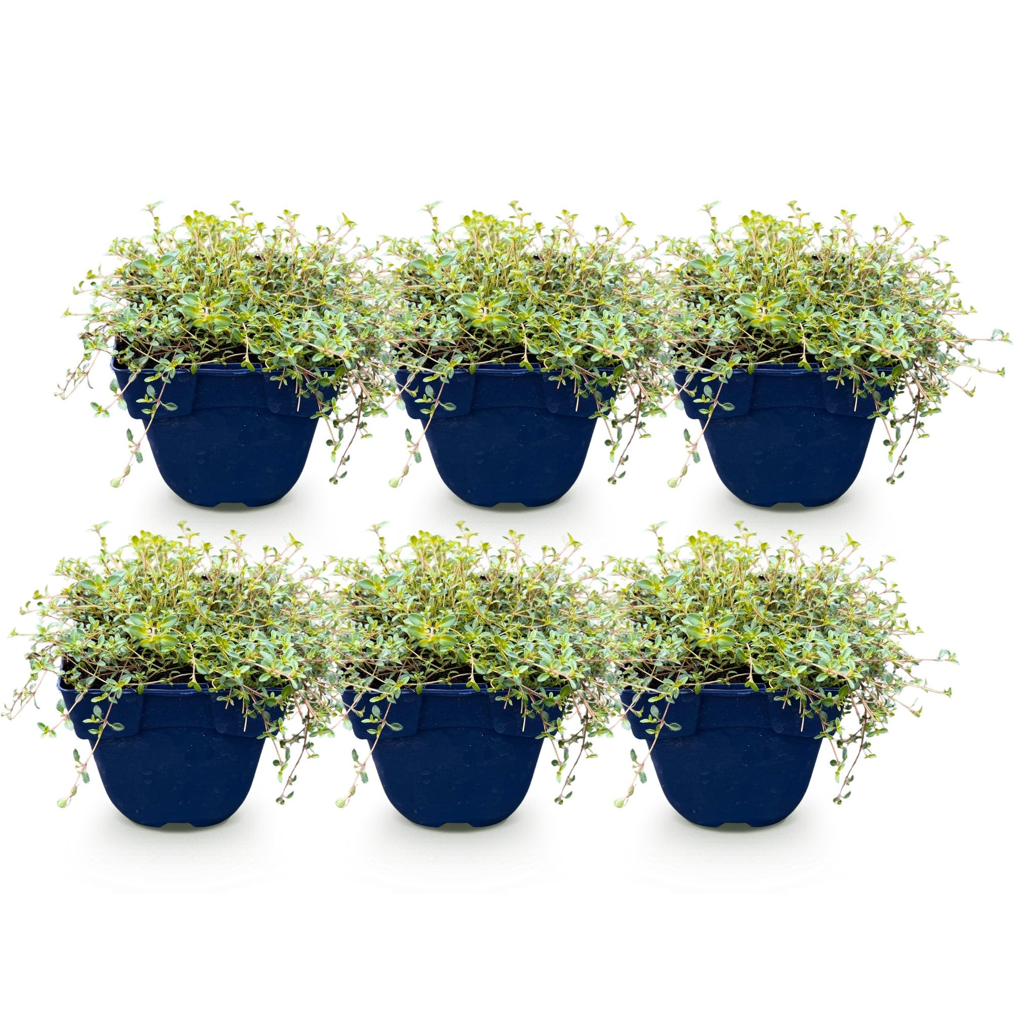 Green boutiQ - Vasteplant - Thymus citr. Sambesi - Citroentijm - Geurend - Geel - 6 Planten - Pot 11cm - Hoogte 15-25cm