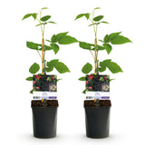 Green boutiQ - Fruitplant - Braam - Rubus Black Satin - Zwarte Braam - Doornloos - 2 planten -Pot 11cm Hoogte 40cm