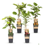 Green boutiQ - Fruitplant - Actinidia Weiki & Hayward, Ken,s Red, Golden Kiwi - Kiwiplant - 1 Mannelijke - 3 Vrouwelijke - Planten - Groen-Rood-Geel - Pot 15cm - Hoogte 50cm