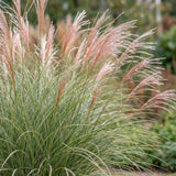 Green boutiQ - Grassen - Miscanthus sin. Morning Light - Pampusgras - Met Pluim - Zilver - 24 Planten - Pot 11cm - Hoogte 15-25cm