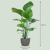 Strelitzia Nicolai met Potter pot grijs - 80cm - Ø21