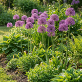 80x Allium Purple Rain - Sierui - Paars - Zomerbloeier - Bolmaat 10/12