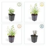 24x Nepeta 'Six Hills Giant' - ↕10-25cm - Ø9cm