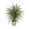 Pennisetum x Advena Chelsea Ø27cm - ↕70 - 80cm