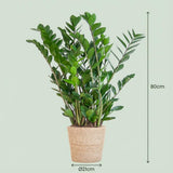 Zamioculcas Zamiifolia met Zeegras mand naturel- 80cm - Ø21