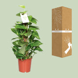Epipremnum Aureum- Ø15cm - ↕60cm
