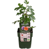 "Zoete oogst trio" BIO Fruitplanten mix set van 3 verschillende soorten