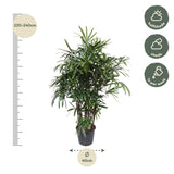 Rhapis Excelsa -200 cm - ø34